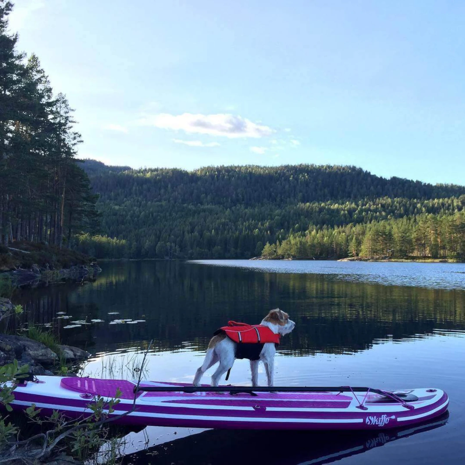 Deska SUP SKIFFO SunCruise 310 (10'2), uniwersalne / Allround, niebieski / biały pol_pl_Deska-SUP-SKIFFO-SunCruise-310-102-uniwersalne-Allround-niebieski-bialy-147_6